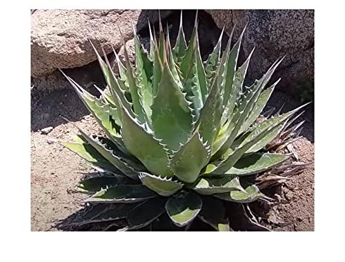 Stk - 10x Agave obscura Agaven Garten Pflanzen - Samen ID709 - Seeds & Plants Shop by Ipsa