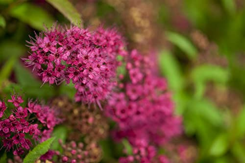 Spiraea japonica 'Anthony Waterer' 30-40 cm – Winterhart, Mehrjährig, Pflegeleicht – Japanische Spiere – Zierstrauch für Beet & Rabatte