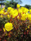 Nachtkerze Sonnenwende - Garten Nachtkerze - Oenothera tetragona Sonnenwende Stückzahl Rabatt Einzelpreis