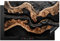 KitchenYeah© Copri Piano Cottura Induzione 80x52 cm Coprifornelli Fornello Proteggi Tutto per la Cucina Fornelli Nero - Oro - Grigio