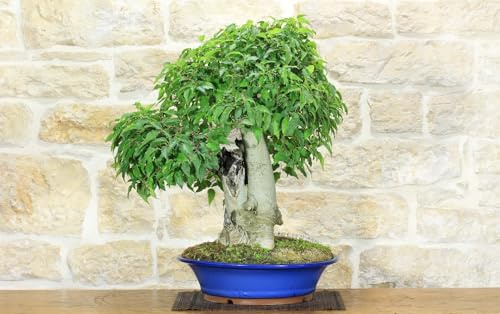 Bonsai di Bagolaro (17)