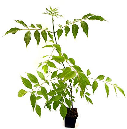 Seedeo® Bienenbaum (Euodia hupehensis) ca. 40 cm - 50 cm