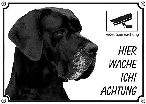 Petsigns Hundeschild Schwarze Deutsche Dogge - Great Dane - Metallschild Videoüberwacht, DIN A4