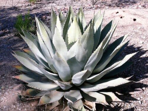 5 ARTICHOKE AGAVE Parry's Huachuca Parryi Huachucensis Succulent Cactus Seeds:Seeds
