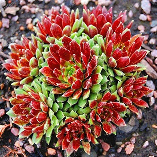 Bloom Green Co. 100 Pcs Amazing Sempervivum Plants Mixed Mini Garden Succulents Cactus Bonsai Perennial House Leeks Live Forever Easy to Grow: 2