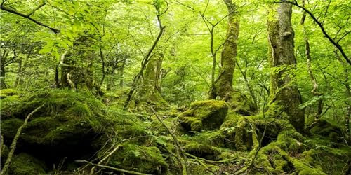MIRRORANG 120x61cm Terrarium Hintergrund Tropischer Regenwald Reptilien Lebensraum Hintergrund Grün Riesiger Baum Stein Wald Aquarium Hintergrund Haltbarer Vinyl Hintergrund