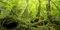 MIRRORANG 120x61cm Terrarium Hintergrund Tropischer Regenwald Reptilien Lebensraum Hintergrund Grün Riesiger Baum Stein Wald Aquarium Hintergrund Haltbarer Vinyl Hintergrund