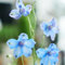 50 pcs rittersporn samen mehrjährig - Consolida ajacis - blüten, kräuterbeet rittersporn pflanze Delphinium bienenweide saatgut, pflanzen garten gartensamen, kübelpflanzen winterhart