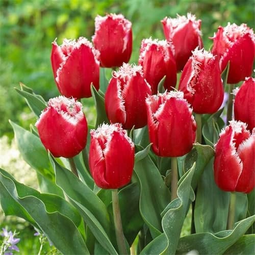 Tulpen zwiebeln mix - Tulpen zwiebeln kaufen - Dekorative Gartenpflanze, einfach zu züchten, blüht im Frühling-3zwiebeln-A