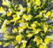 Goldregen - Ginster Cytisus scoparius 'Dukaat' Ginster 40-60 cm winterhart Freilandaufzucht