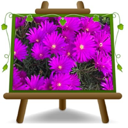 EURO PLANTS VIVAI Fiore di Mesembriantemo Fucsia Vaso 14 cm | Pianta Ornamentale dal portamento Tappezzante