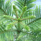 50 Araucaria Samen Pflanzen im Freien Samen Blattpflanzen Baumsamen Refreshing Bonsai