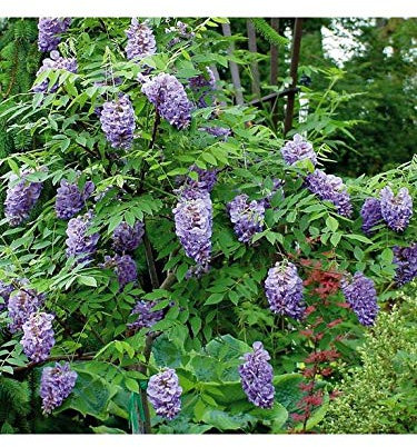 Carbeth Plants 2 x Wisteria Climbing Plant ‘Amethyst Falls’ in 9cm Pots