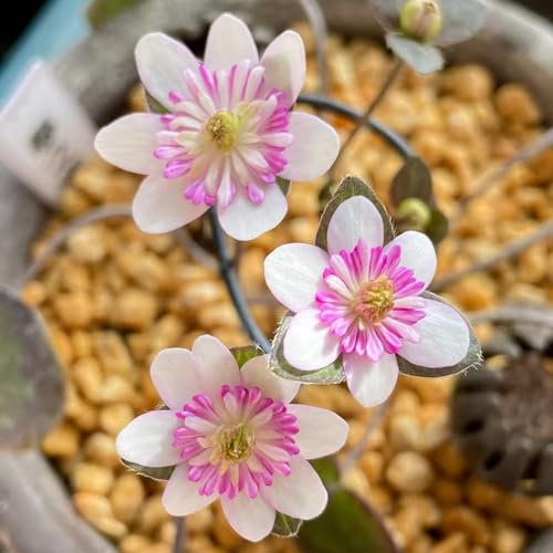 300 pcs leberblümchen samen gartensamen saat blumensaat Hepatica nobilis, garten pflanzen blumendeko sommerblumen samen frühlingsblumen winterharte pflanzen für garten blumen deko