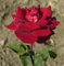 Kletterrose Florentina® 30-60cm