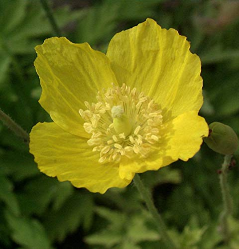 Wald Scheinmohn - Papaver cambricum - lebende Gartenpflanze aus den Baumschulen