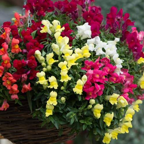 Bedwen Antirrhinum Mix 'Candelabra' 9cm Plant x2 – Snapdragon Trailing Summer-Flowering Bedding Plants for Hanging Baskets & Patio Pots