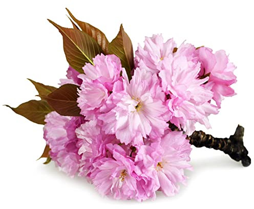 Flowering Cherry Tree, Japanese Cherry 'Kanzan', 1 x Tall Plant in a 10 Litre Pot, 1.4m to 1.6m Height, Blossom Tree, Ornamental Blossom, Garden Ready and Ready to Plant, Premium Quality Plants