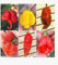 Carolina heaper piccante super peperoncino vaso 14cm alto 30 cm inestata Terre di Romagna Made in Italy.