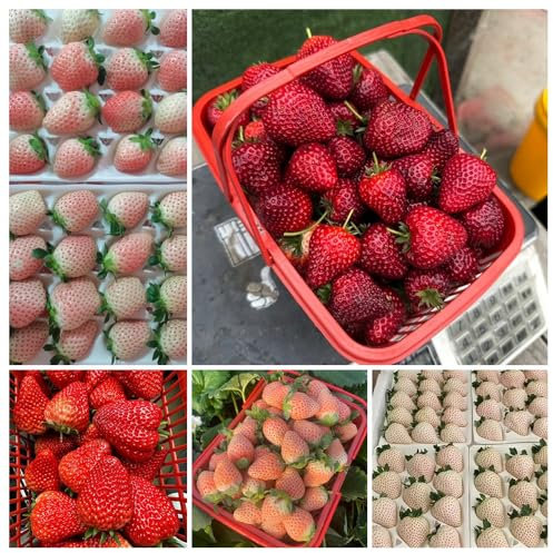 400 pcs erdbeeren samen obst erdbeer samen，erdbeersamen bio saatgut garten deko saatgut obst samen plantura bodendecker geschenk pflanzensamen pflanzen samen garten pflanzen blumenwiese