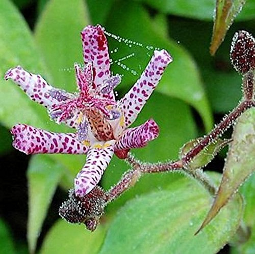 Violette Krötenlilie Dark Beauty - Tricyrtis formosana - lebende Gartenpflanze aus den Baumschulen