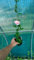 Hibiskus syriacus Pflanze Winterhart Rose Rosa Setzlinge Blumenbüsch P9 in Topf