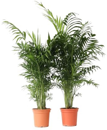 Plant in a Box - Chamaedorea elegans - Set de 2 plantas - Palma de montaña - Planta de interior real - Maceta de 20cm - Altura de 80-90cm