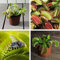 Carnivorous Fly Catcher 'Dionaea Muscipula' Houseplant Indoor Venus Fly Trap Low Maintenance Easy to Grow Your Own Houseplant, 3X 9cm Potted Plants