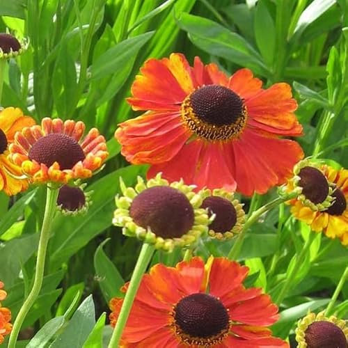 6 x Sonnenbraut Rubinzwerg - Helenium 'Rubinzwerg': Kompakte Rubin-Sonnenbraut.