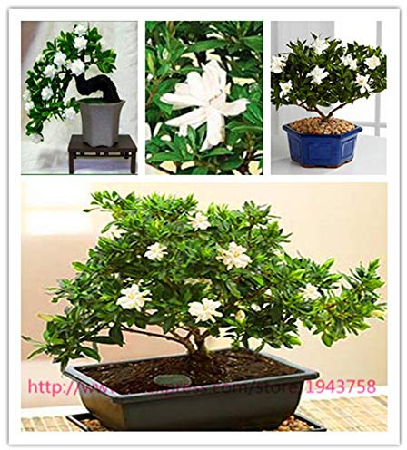 100 halbe Gardenien (Kap Jasmine) -Dyy Home Garden Bonsai in Vaso, unglaublicher Duft und mehr; Bellissimi Fiori