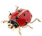 Baoblaze Broches pour Femme, Broche Vintage, émail Cristal Insecte Coccinelle Broche en Alliage pour Le Costume De Vêtements, Les Chapeaux, L'écharpe, Les Beatles, Les Sacs - Rouge