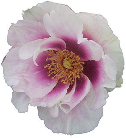 Eyes For You®, rosaio vivo Rose Barni®, rosa in vaso profumata di effetto massivo, pianta bassa e compatta, ideale per bordure e coltivazione in vaso, rifiorente fino in autunno cod.72031