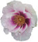 Eyes For You®, rosaio vivo Rose Barni®, rosa in vaso profumata di effetto massivo, pianta bassa e compatta, ideale per bordure e coltivazione in vaso, rifiorente fino in autunno cod.72031