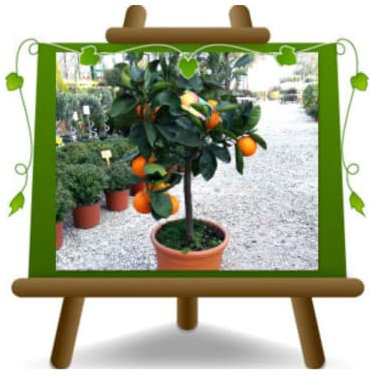 EURO PLANTS VIVAI Agrumi Arancio Washington Navel Pianta da Frutto Altezza 60~80 cm. Vaso: 22 cm.