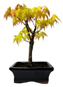 Bonsai DE - Bonsai baum Japanischer Fächerahorn - Acer (Ahorn) bonsai bäume/Japanische Ahorne/baum ist 25-30 cm hoch (Orange dream P15 Gelb)