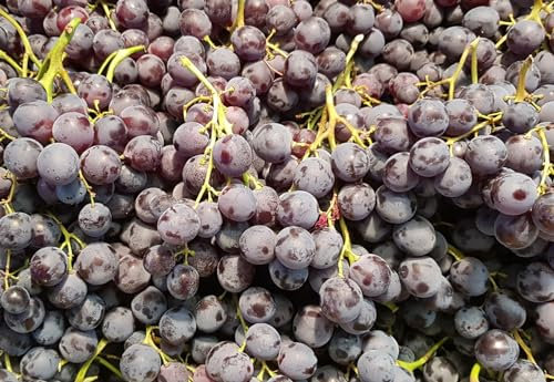 Vitis vinifera 'Muscat de Hambourg' / Vigne 'Muscat de Hambourg' / Conteneur de 1 à 1.9 litres/Raisin de table