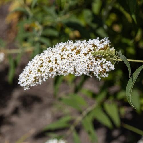 3 x Sommerflieder White Profusion 40–60 cm im Topf | Buddleja davidii Flieder | Blühender Schmetterlingsstrauch weiß & bienenfreundlich | winterhart & sofort pflanzbar