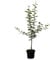 Apfelbaum Prinz Albrecht von Preußen robust historisch Apfel Buschbaum 110-140 cm 10 Liter Topf, M7