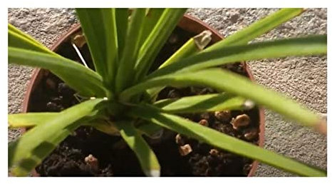 Stk - 10x Agave stricta Rabo de León Agaven Garten Pflanzen - Samen ID740 - Seeds & Plants Shop by Ipsa