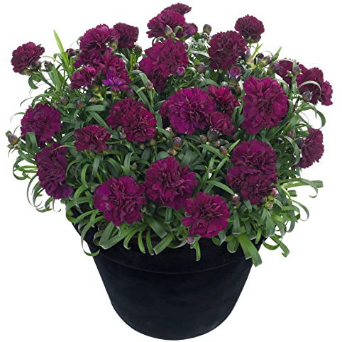 Dianthus Plants Garden Ready caryophyllus 'Sunflor Beetle' Wild Carnation Fragrant Double Purple Blooms Hardy Perennial Easy to Grow Your Own Flowers 1.5-Litre Potted Plant by Thompson and Morgan