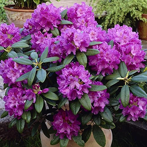 Rhododendron Catawbiense Grandiflorum Evergreen Outdoor Purple Orange Flowering Garden Shrub Plant in Pot (20-30cm Incl. Pot)