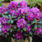Rhododendron Catawbiense Grandiflorum Evergreen Outdoor Purple Orange Flowering Garden Shrub Plant in Pot (20-30cm Incl. Pot)
