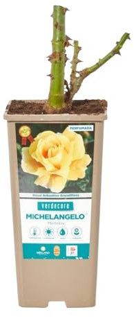 Rosal Arbustivo Amarillo la Elegancia Natural para tu Jardín