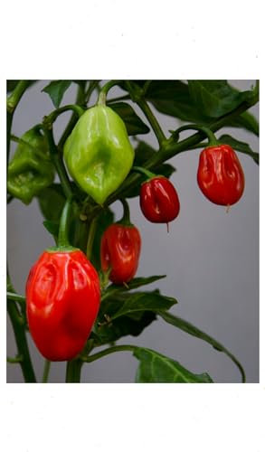 100 Red Scotch Bonnet Chilli Pepper Seeds – Premium Heirloom Hot Pepper Seeds for Outdoor & Greenhouse