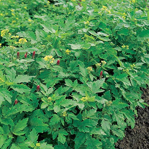 Portal Cool Las semillas del paquete: 200 gramos = 40 metros cuadrados 2 lotes: abono verde Otoño Semilla/invierno, proporcionando nutrientes para Crops. 100G = 20 metros cuadrados Fp