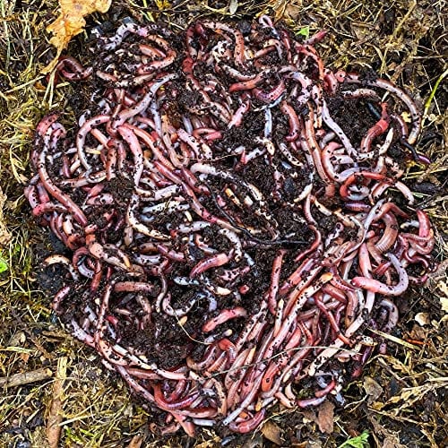 WormBox Moutta | 1 kg de vers de Compost | vers de Terre Vivants Eisenia, compostez Vos déchets organiques - pour lombricomposteur/composteur/Jardin