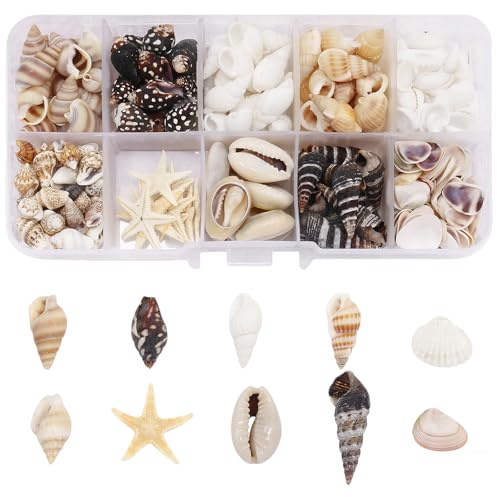 Cjytdkj Sea Shells, 250 Pcs Small Shells for Crafting, 10 Styles, Natural