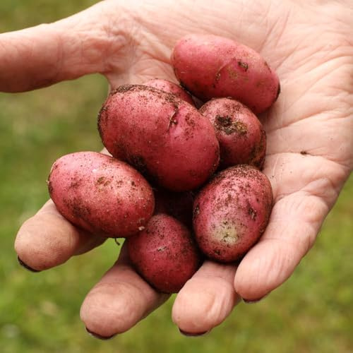 YouGarden Seed Potato Desiree Maincrop 2.5kg Bag, for Planting in UK Gardens, Grow Your Own Potatoes