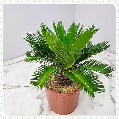 Sago Palm zwiebeln,winterharte pflanzen,Blumenzwiebeln Mehrjährig Winterhart,japanischer sagopalmfarn,sagopalmfarn,Sago palm pflanzen winterhart,Cycas Revoluta,Sago Palm.-greenH-1zwiebeln