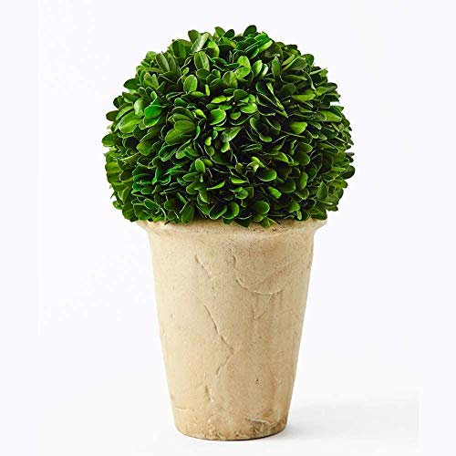 BoxwoodWorld - Planta de madera de boj para decoración del hogar, diseño clásico de bola en maceta, 28 cm de altura (hojas de madera de boj)